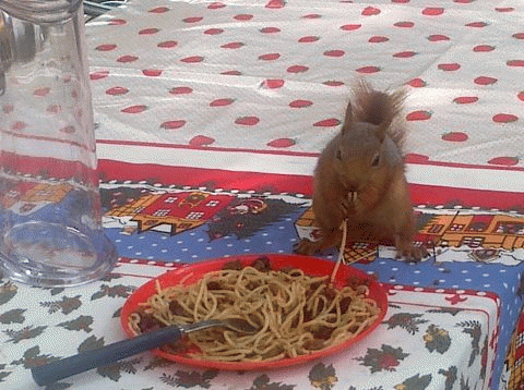 Sloth (USA-2) : Sharing Spaghetti with Squirrels Is Super!